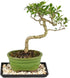7 8-16 Inches Brussel's Bonsai - Live Golden Gate Ficus Bonsai Tree with Ceramic Bonsai Pot & Humidity Tray, Indoor