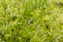 1 Food to Live Organic French Green Lentils, Pound Non-GMO, Whole Dry Beans, Raw, Sproutable, Vegan, Kosher, Bulk. Rich