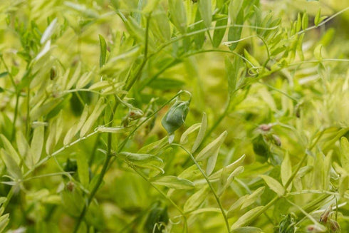 8 Food to Live Organic French Green Lentils, Ounces Non-GMO, Whole Dry Beans, Raw, Sproutable, Vegan, Kosher, Bulk.