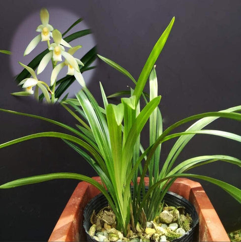 Live Orchids Cymbidium Ensifolium Perfect for Windowsills or Indoors-Shipped Without Flowers