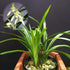 Live Orchids Cymbidium Ensifolium Perfect for Windowsills or Indoors-Shipped Without Flowers