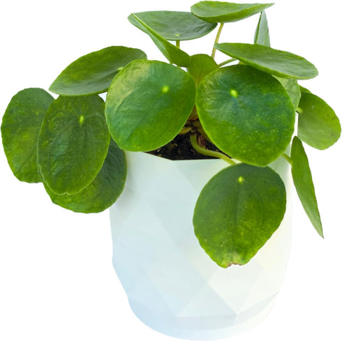 Chinese Money Plant Live (Pilea Peperomioides) in White Geometric Self-Watering Planter, Modern Indoor Houseplant