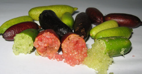 Giovannis Fish Market (80 Finger Limes aka Citrus Caviar grams)