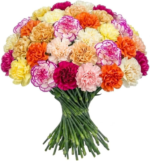 FlowerPrime 50 Mother's Day Carnations - Fresh Natural Cut Flowers Special Holiday