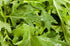 Generic 2000 4+ Mizuna Mustard Seeds for Planting Heirloom Non GMO Grams Garden Vegetable Bulk Survival Microgreems