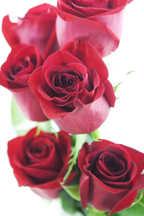 6 KaBloom - Red Roses with vase, Fresh Flowers for Birthday, Valentine's & Mother's Day
