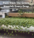 33.8 oz (1 Ellora Farms Olive Oil Extra Virgin, Certified Single Estate PDO, High Polyphenol Extra Virgin Olive Oil