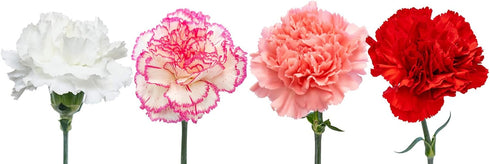 50 Pack FlowerPrime Valentine's Day Carnations - Fresh Natural Cut Flowers Special Holiday Variety