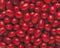 The Nutty Fruit House Boston Baked Beans 5LB Bag