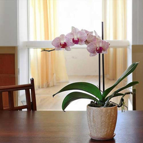 Generic 3.5" 16" Premium Purple Live Orchid Plant Blooming in Blue & White Orchid Pot, Live Plants, Houseplant Gifts
