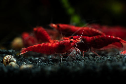 Generic 15+ Seam Oasis Red - Blue - Yellow Color Neocaridina Rainbow Live Freshwater Aquarium Shrimps for Aquarium