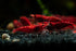 Generic 15+ Seam Oasis Red - Blue - Yellow Color Neocaridina Rainbow Live Freshwater Aquarium Shrimps for Aquarium