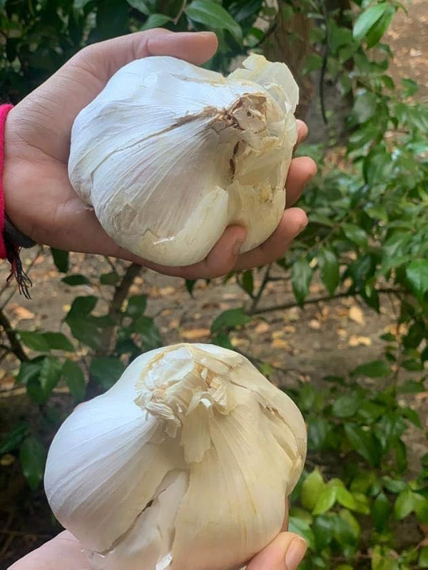 Generic bulbs 2 Organic elephant garlic fresh pounds. produce