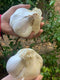 Generic bulbs 2 Organic elephant garlic fresh pounds. produce