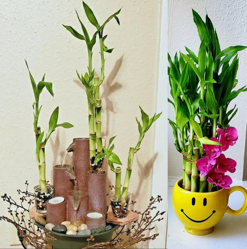 Generic 6 Lucky Bamboo Stalks - 2x4, 2x6 and 2x8, Just add Water,