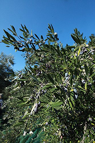 Packs 8 2.3 oz Packs Olive Snack - ct. (Kalamata)
