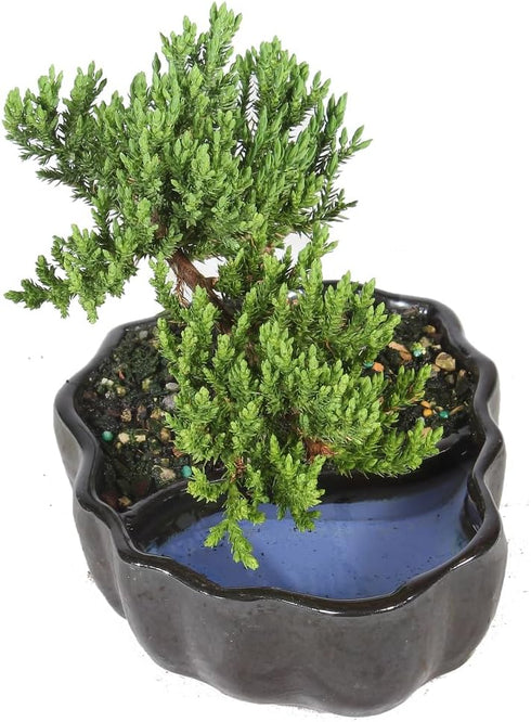 3 6-8 Inches Brussel's Bonsai - Live Green Mound Juniper Bonsai Tree in Zen Reflections Pot, Outdoor Bonsai Tree Live