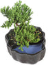 3 6-8 Inches Brussel's Bonsai - Live Green Mound Juniper Bonsai Tree in Zen Reflections Pot, Outdoor Bonsai Tree Live