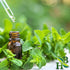 4 oz Herb To Body Peppermint Leaf C/S - Mentha Piperita, Cut & Sifted for Peppermint Loose Leaf Tea, Herbal Tea