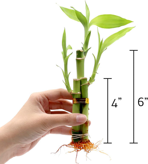 Set 3 6 Inch NW Wholesaler - of Three Stalk Live Indoor Lucky Bamboo Arrangements with One Bottle of Lucky Bamboo