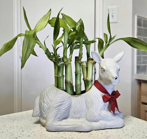 Generic 7 5 4 inches 2 6 inches, Bring Positive Energy - Lucky Bamboo - stalks and stalks Plus You get Free Butterfly