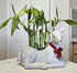 Generic 7 5 4 inches 2 6 inches, Bring Positive Energy - Lucky Bamboo - stalks and stalks Plus You get Free Butterfly
