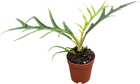 CoollectivePlants Philodendron Tortum | Live Indoor Houseplant in 2" Pot, Easy Care,