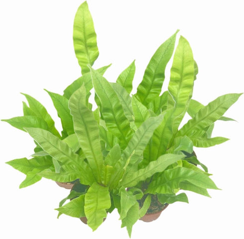 Wonderland Flora 5-PK 2.5-in Crispy Wave Fern, Asplenium Nidus 'Crispy Wave,' Live Indoor Air Purifying Plant, Low