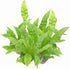 Wonderland Flora 5-PK 2.5-in Crispy Wave Fern, Asplenium Nidus 'Crispy Wave,' Live Indoor Air Purifying Plant, Low