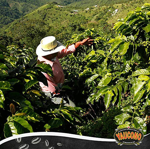 100% 2 (Pack 1) Yaucono Dark Roast Whole Bean Coffee, Puerto Rico, Arabica, Pound