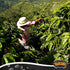 100% 2 (Pack 1) Yaucono Dark Roast Whole Bean Coffee, Puerto Rico, Arabica, Pound
