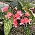 Set 3 4 8 Begonias Live Plants, Angel Wing Begonia Maculata Polka Dot, No Pot, Starter to Inc Tall, Indoor Outdoor