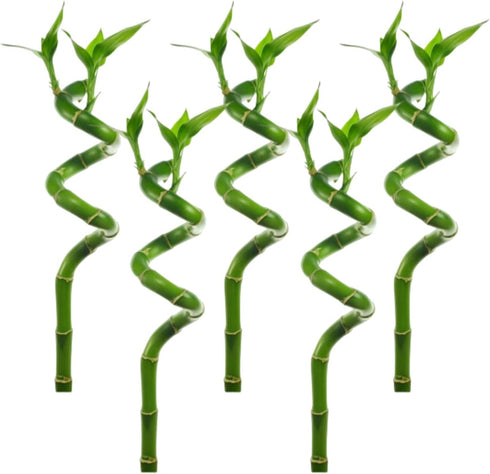 Lucky Bamboo 5 Pack - 8 Inches Tall Bamboo Plant, Real Plants