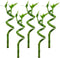 Lucky Bamboo 5 Pack - 8 Inches Tall Bamboo Plant, Real Plants