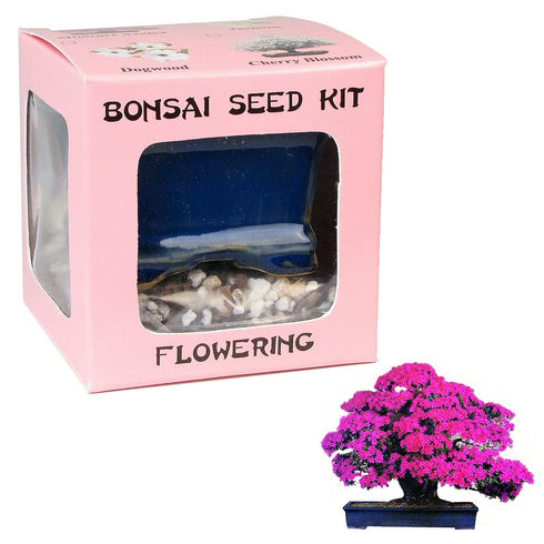 Eve's Garden, Inc Eve's Miniature Azalea Bonsai Seed Kit, Flowering, Complete Kit to Grow Azalea