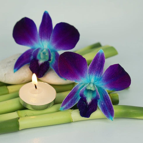 (50 Miami Fresh Orchid Flower OrchidClub USA Sunne Tropical Loose Bloom DIY Lei, food & drink decoration BLUE)