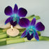 (50 Miami Fresh Orchid Flower OrchidClub USA Sunne Tropical Loose Bloom DIY Lei, food & drink decoration BLUE)