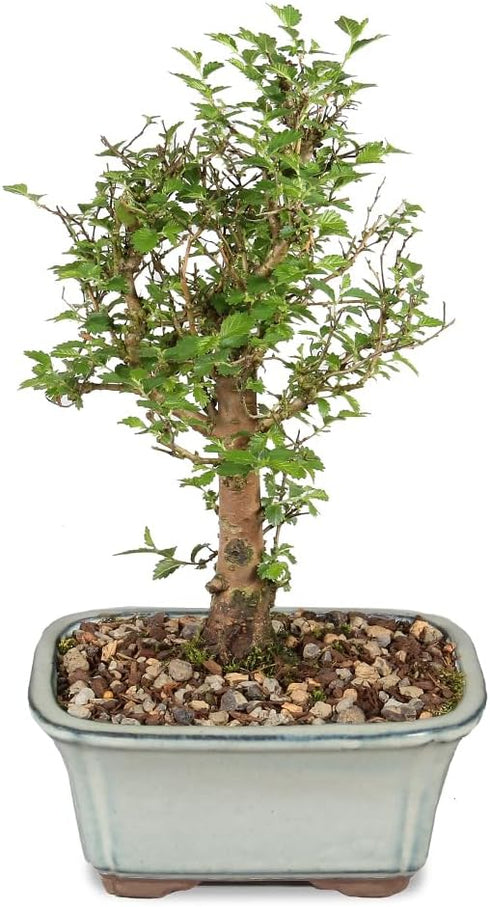 5 6 8 inches Brussel's Bonsai Live Chinese Elm Bonsai Tree, Outdoor - Small, Years Old, to Tall - Includes Decorative
