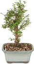 5 6 8 inches Brussel's Bonsai Live Chinese Elm Bonsai Tree, Outdoor - Small, Years Old, to Tall - Includes Decorative