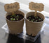 Organic Basil Seeds - Genovese - Ocimum basilicum - Seeds for Planting, 1550+mg - 860+ Herb Seeds, Indoor or Outdoor Growing, Heirloom, Non-GMO