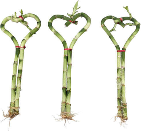 Generic Lucky Heart Shaped Live Bamboo Plants, 8 Inch Height, Decorative Indoor Plant,