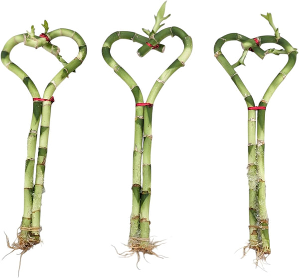 Generic Lucky Heart Shaped Live Bamboo Plants, 8 Inch Height, Decorative Indoor Plant,