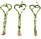 Generic Lucky Heart Shaped Live Bamboo Plants, 8 Inch Height, Decorative Indoor Plant,