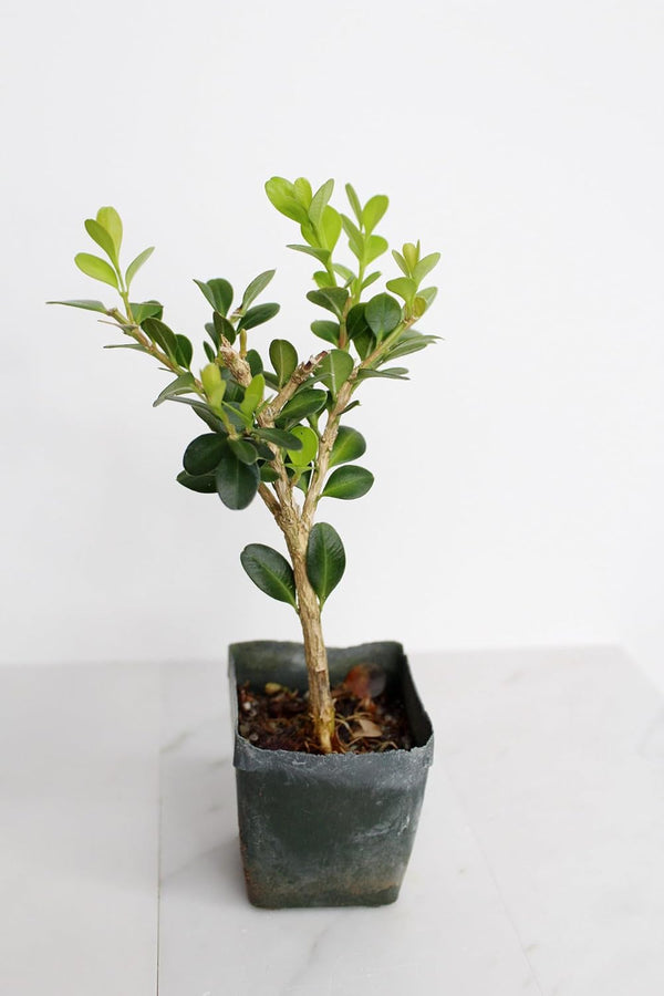 Mini Bonsai Tree Starter Gift, Winter Gem Boxwood Plant, Variegated Leaf Plant,