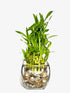 Generic Three Tier Lucky Bamboo Indoor Live Plant in Glass Square Vase with Multi-Toned River Pebbles, Live Lucky