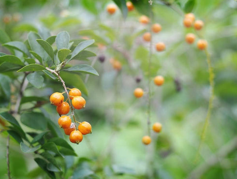 Food to Live Organic Golden Berries, 8 Ounces, Non-GMO, Whole Dried Berries, Kosher, Vegan, Bulk