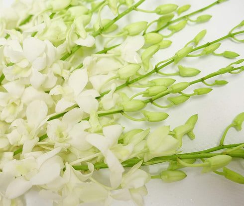 10 Athenas Garden Fresh Cut White Orchids Stems Dendrobium Orchids Flowers with Vase and Rocks