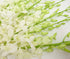 10 Athenas Garden Fresh Cut Orchids Stems Dendrobium White Orchids Fresh Flowers