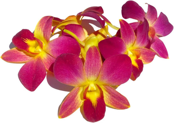 Miami Fresh Orchid Flower OrchidClub USA Sunne Tropical Loose Bloom Head DIY