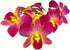 Miami Fresh Orchid Flower OrchidClub USA Sunne Tropical Loose Bloom Head DIY
